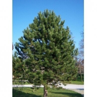 Black pine C20