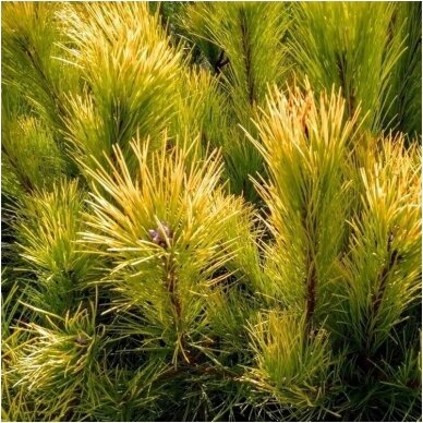 Black pine 'Goldfinger' C5