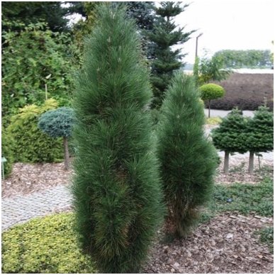 Black pine 'Green Tower' C5