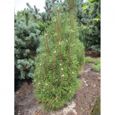 Black pine 'Richard' C10 2