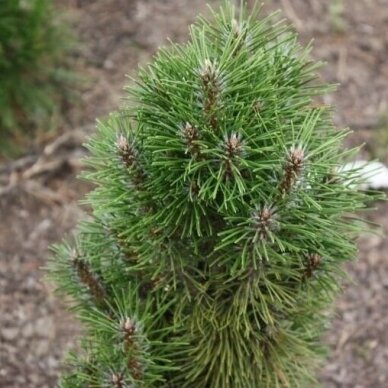 Black pine 'Richard' C10 3