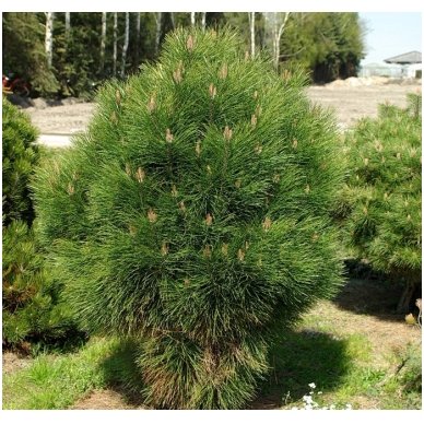 Black pine 'Rondello' C5