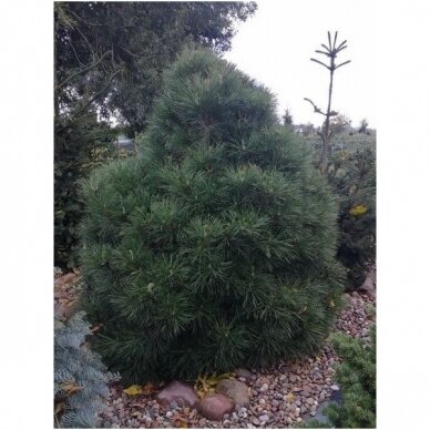 Black pine 'Spielberg' C2