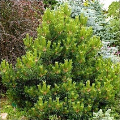 Black pine 'Wurstle' C5