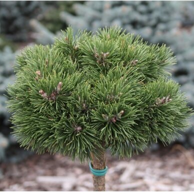 Mountain pine 'Grune welle' C20 Pa