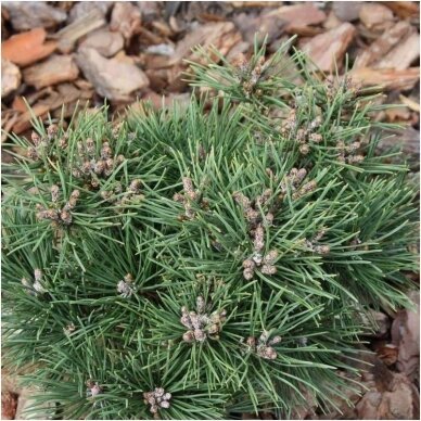 Mountain pine 'Knapenburg' C5