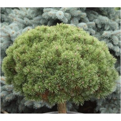 Mountain pine 'Litomysl' C20, Pa