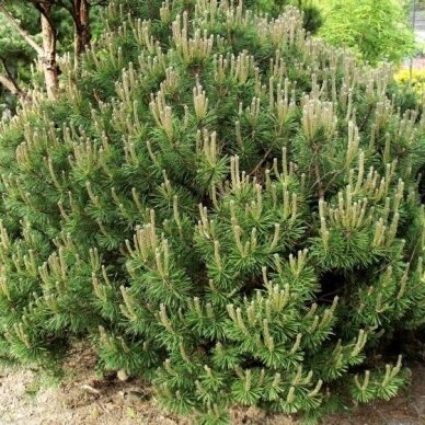 Mountain pine 'Mops' C10