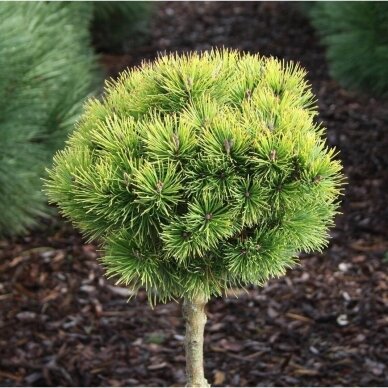 Mountain pine 'Ophir' C20, Pa