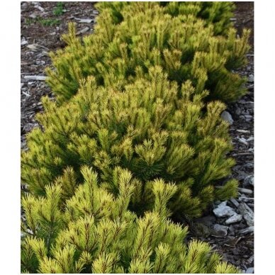 Mountain pine 'Rositech' C2 2