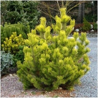 Mountain pine 'Zundert' C10