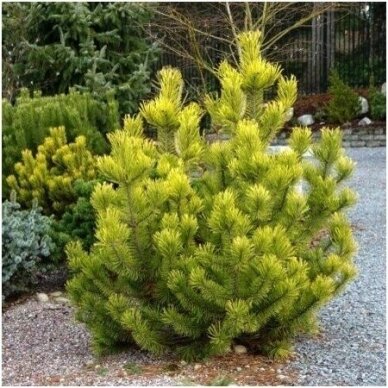 Mountain pine 'Zundert' C5