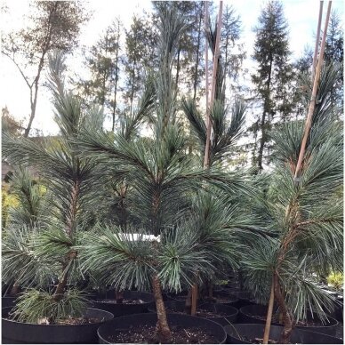 Blue limber pine 'Glauca' C5