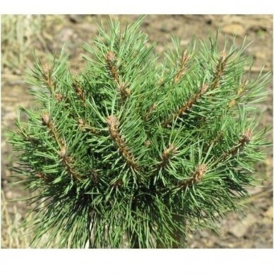 Scots pine 'Juto' C5