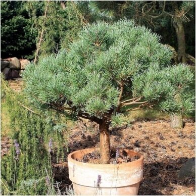 Norway spruce 'Beuvronensis' C10