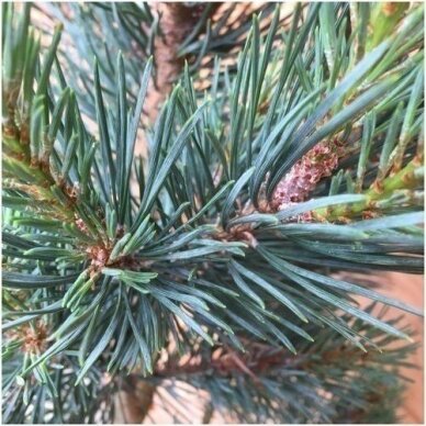 Scots pine 'Chantry blue', C5 2