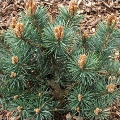 Scots pine 'Chantry blue', C5 3