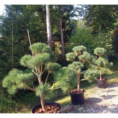 Pinus sylvestris C60-110