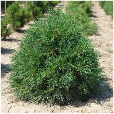 Scots pine 'Globosa Viridis' C45