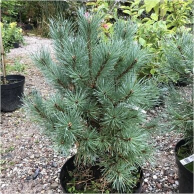 Norway spruce 'Hibernica' C5