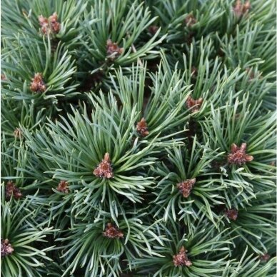 Norway spruce 'Kelpie' C5 2