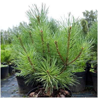 Scots pine 'Nana arguto' C5