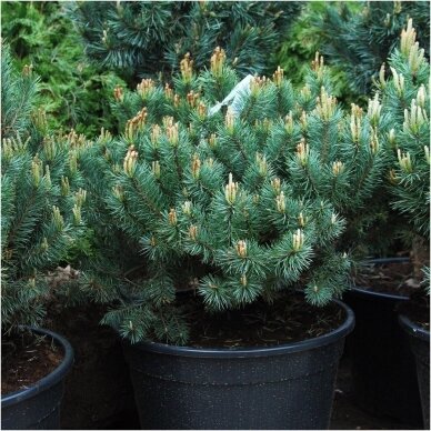 Scotch pine 'Saxatilis' C10, Pa