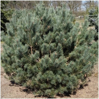 Scots pine 'Watereri glauca' C5