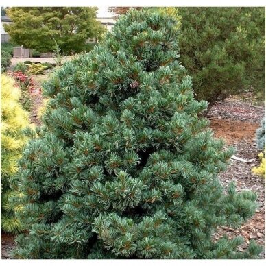 Five-needle pine 'Schoon"s Bonsai' C2 2