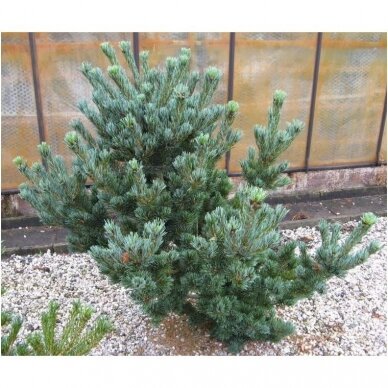 Five-needle pine 'Schoon"s Bonsai' C20, Pa 2