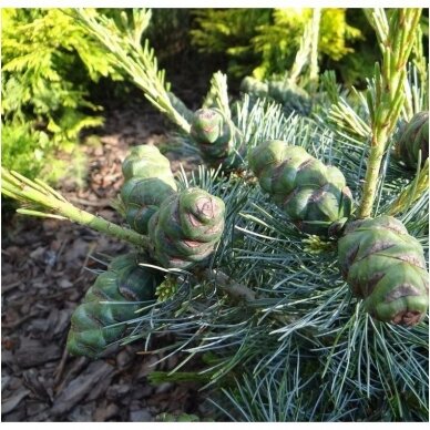 Pušis smulkiažiedė (melsvoji) 'Schoon's Bonsai' C20, Pa 3