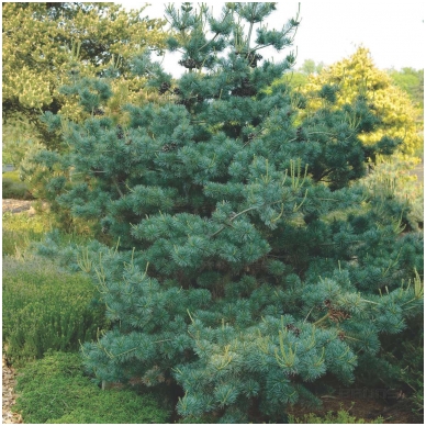 Five-needle pine 'Negishi' C20