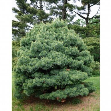 Eastern white pine 'Blue shag', C10