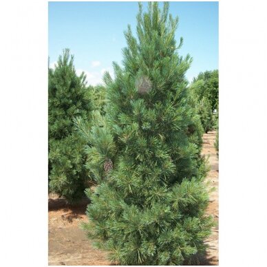 Eastern white pine 'Fastigiata' C10