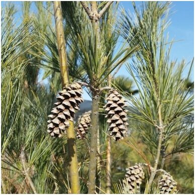 Eastern white pine 'Fastigiata' C10 2