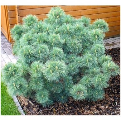 Eastern white pine 'Radiata' C5