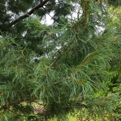 Eastern white pine 'Torulosa', C5