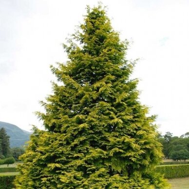 Lawson's Cypress 'Lane' C5 3