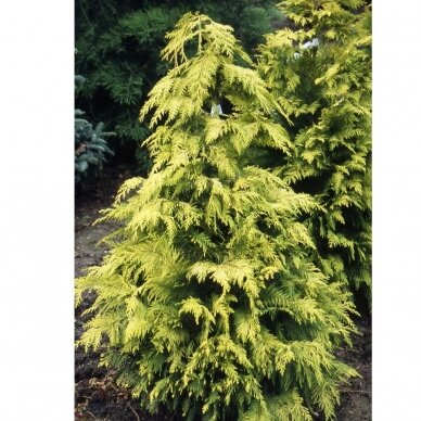 Lawson's Cypress 'Lane' C5