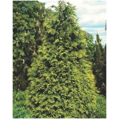 Nootka cypress 'Aurea' C2 2