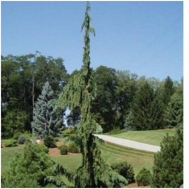 Nootka cypress 'Green Arrow' C10