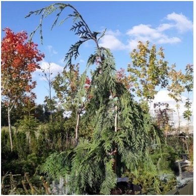 Nootka cypress 'Green Arrow' C10 2