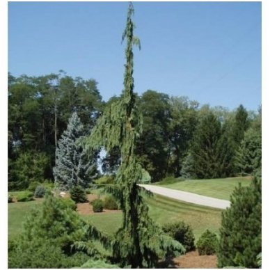 Nootka cypress 'Green Arrow' C20 2