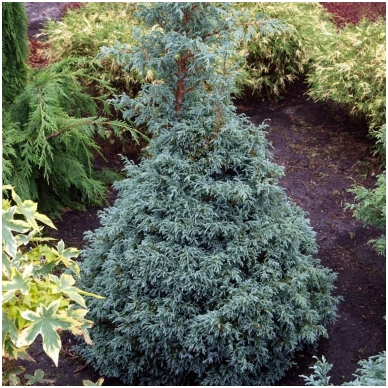 Sawara cypress 'Baby Blue' C5