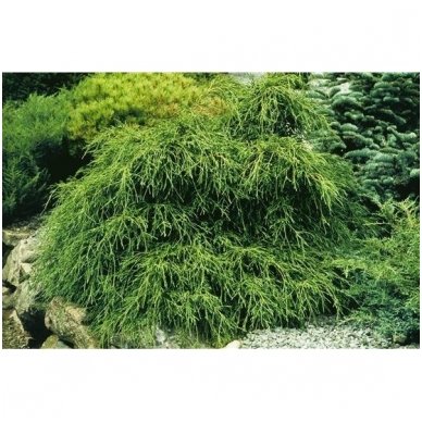 Sawara cypress 'Filifera Nana' C2