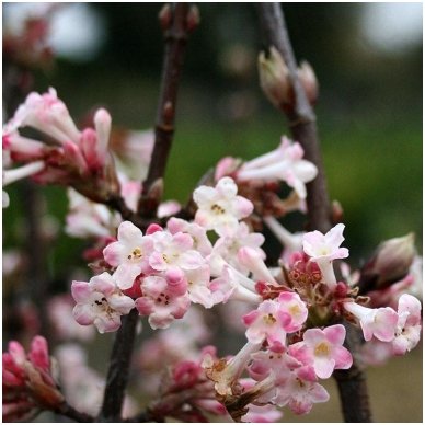 Putinas bodnantense (x) 'Charles Lamont' C10