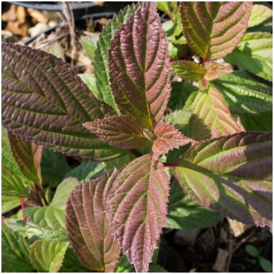 Putinas bodnantense (x) 'Charles Lamont' C10 2