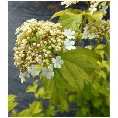 Guelder Rose 'Anny's Magic Gold' C5