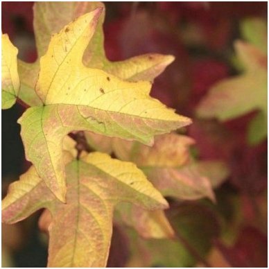 Guelder Rose 'Anny's Magic Gold' C5 2