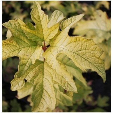 Guelder Rose 'Anny's Magic Gold' C5 3